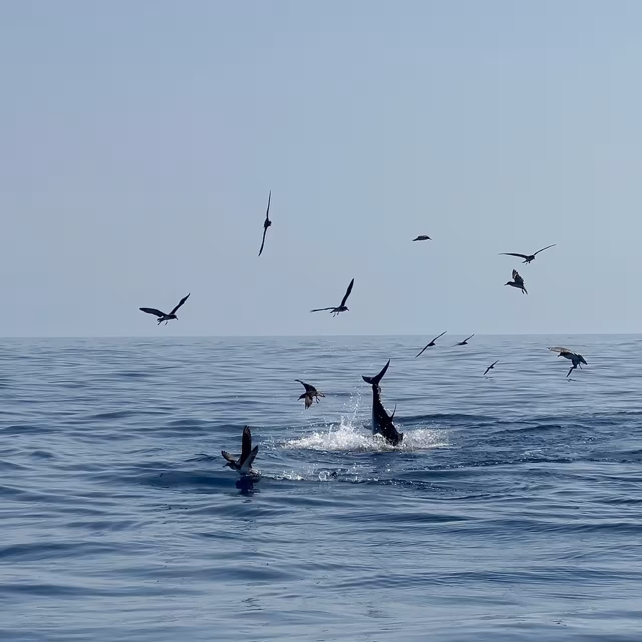 Wild dolphins splashing near seabirds on a calm Algarve ocean, seen on a private Lagos dolphin watching tour
