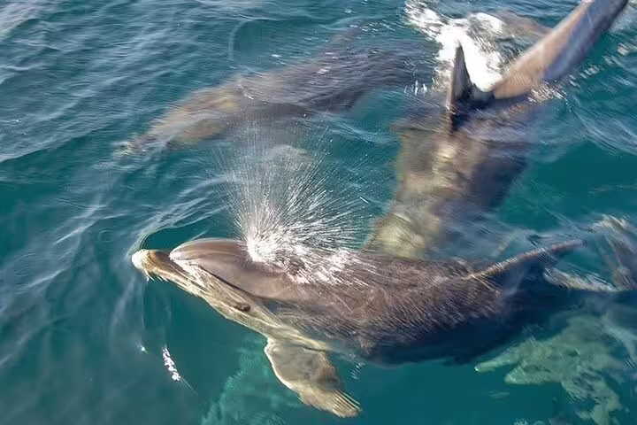 Playful dolphins swimming alongside a boat during a private tour in Rio, offering a thrilling wildlife experience.