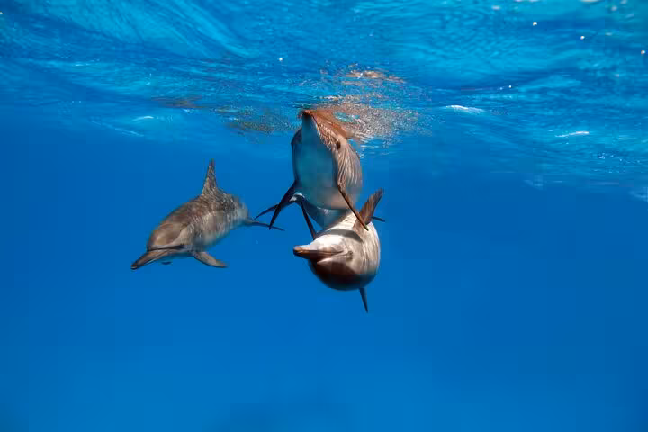 Dolphins swimming in the Red Sea near Hurghada, perfect for private speedboat dolphin watching and snorkeling