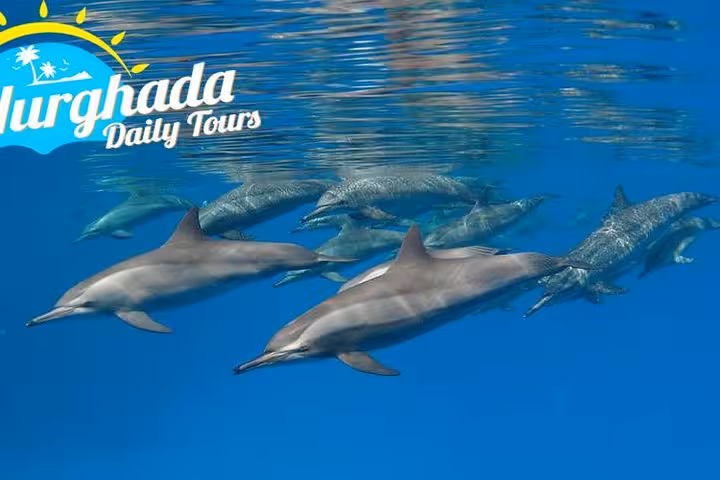 Pod of dolphins swimming underwater in the Red Sea, Hurghada speed boat dolphin tour with snorkeling adventure