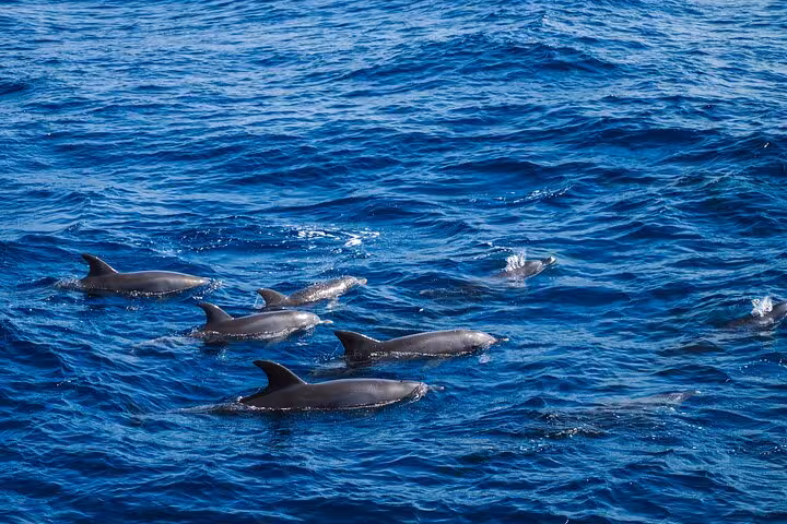 Pod of dolphins swimming in the Red Sea near Hurghada on a private speedboat dolphin watching tour