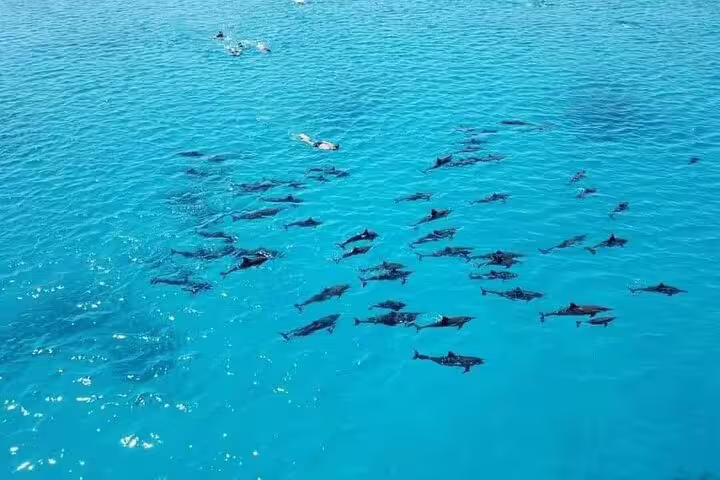 Pod of dolphins in turquoise Red Sea at Samadai Dolphin House, Marsa Alam VIP snorkeling trip