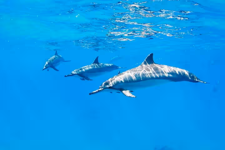 Dolphins gliding through clear blue water at Sataya Reef, Marsa Alam dolphin snorkeling cruise in Egypt