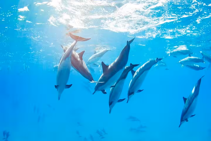 Pod of dolphins swimming near the surface at Sataya Reefs, Marsa Alam Red Sea snorkel trip with lunch