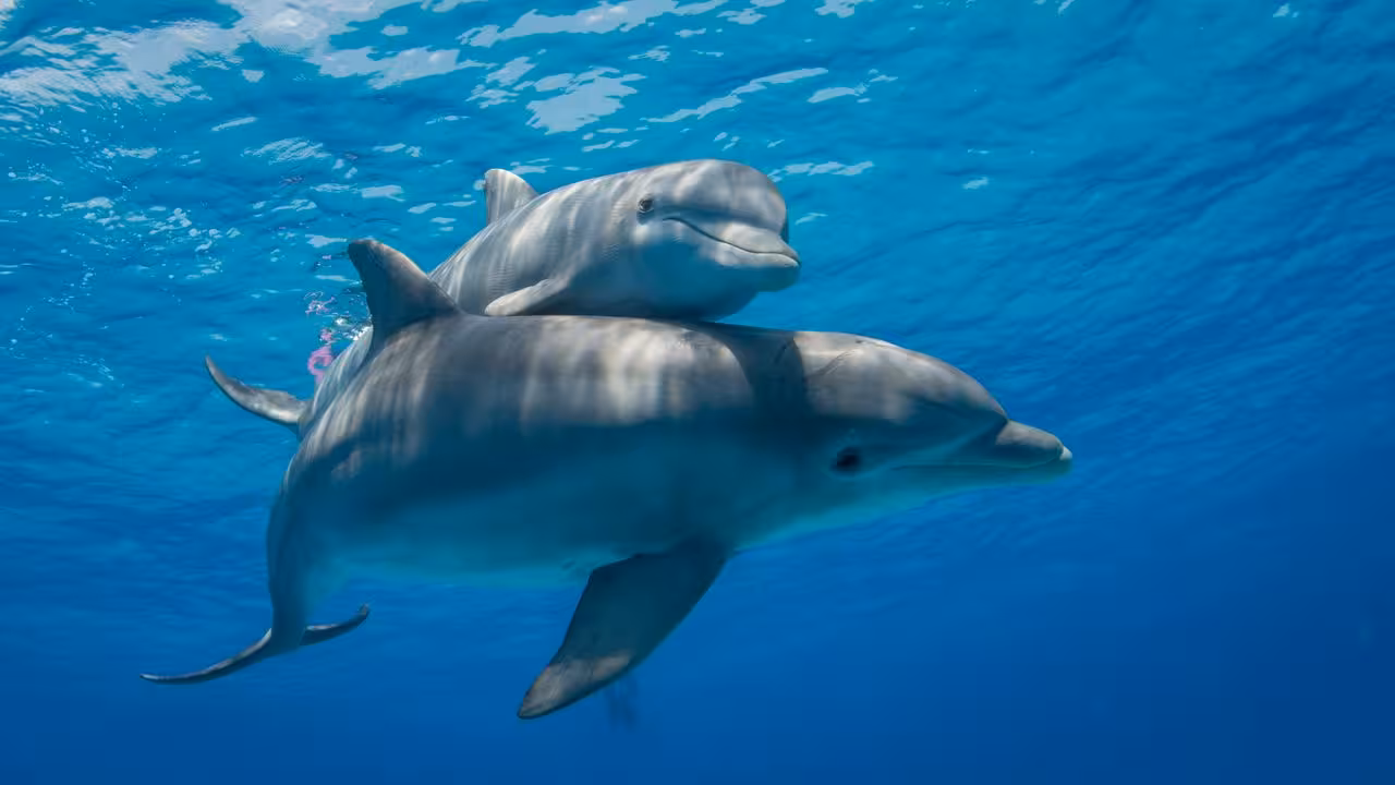 Two dolphins swimming together underwater in the clear blue waters of the Bay of Villefranche, Nice