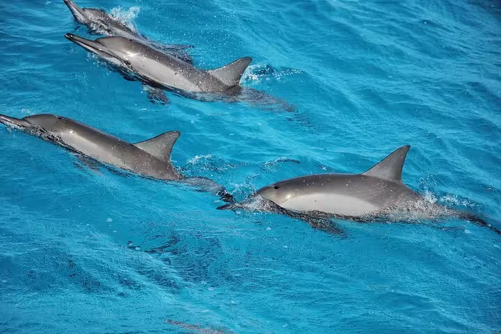 Pod of dolphins gliding in turquoise Red Sea near Shaab Samadai, Marsa Alam snorkeling tour highlight