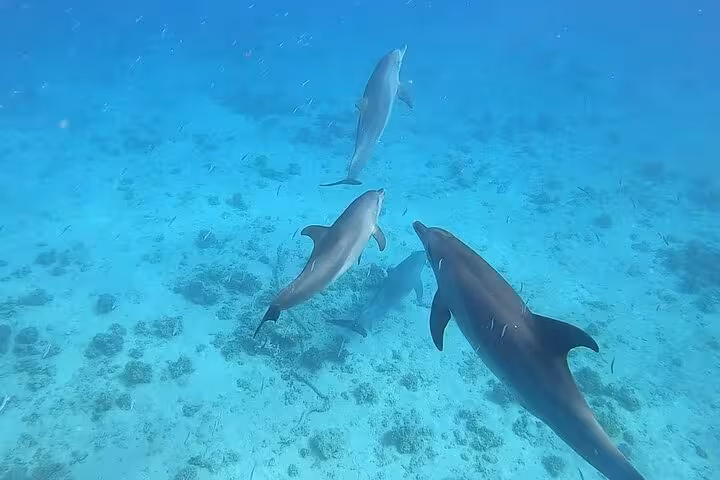 Pod of dolphins gliding underwater at Dolphin House, Hurghada Red Sea snorkeling and swim with dolphins tour