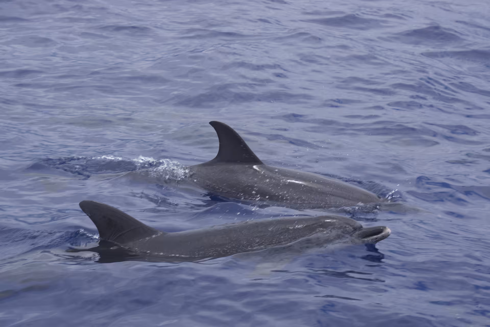 Two dolphins swimming gracefully in the open ocean during a sunset dolphin watching tour.