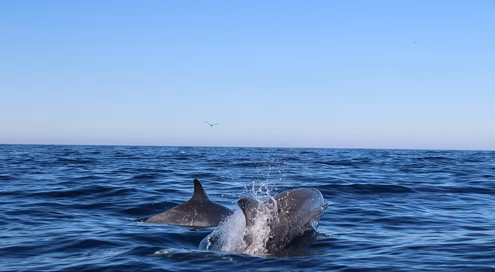 Dolphins surfacing in the Atlantic on a dolphin watching boat tour from Cabanas de Tavira, Algarve