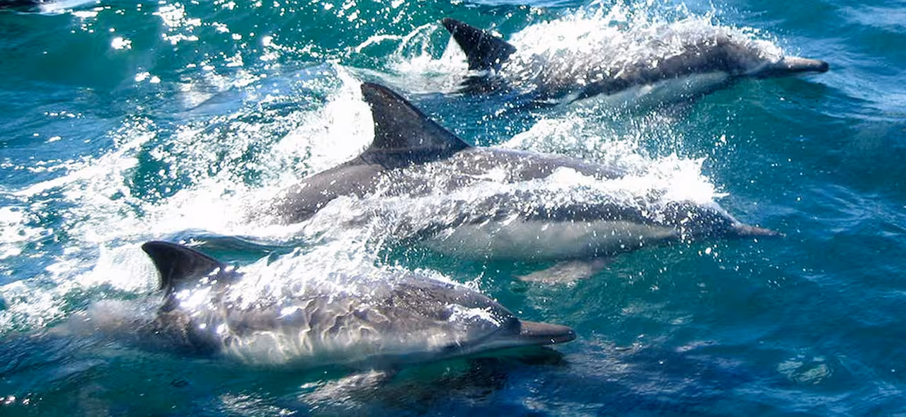 Pod of dolphins surfacing in turquoise Atlantic water on a dolphin watching boat tour from Faro, Algarve, Portugal