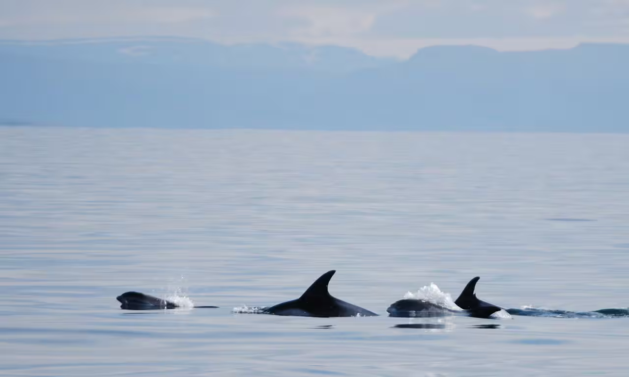 Pod of dolphins surfacing in calm blue waters of Faxafloi Bay with misty mountains in background