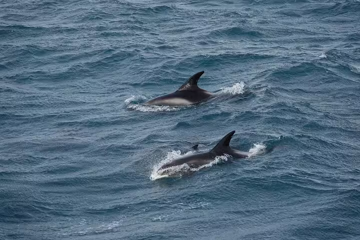 Two dolphins swimming at the ocean surface near Reykjavik during an Arctic wildlife cruise