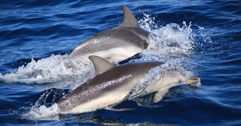 Two dolphins surfacing and splashing in the Atlantic on a São Miguel Island half-day dolphin swim tour