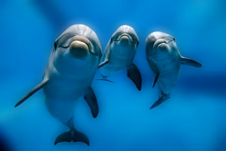 Three dolphins swimming underwater in clear blue sea, perfect for a swim-with-dolphins and banana boat tour