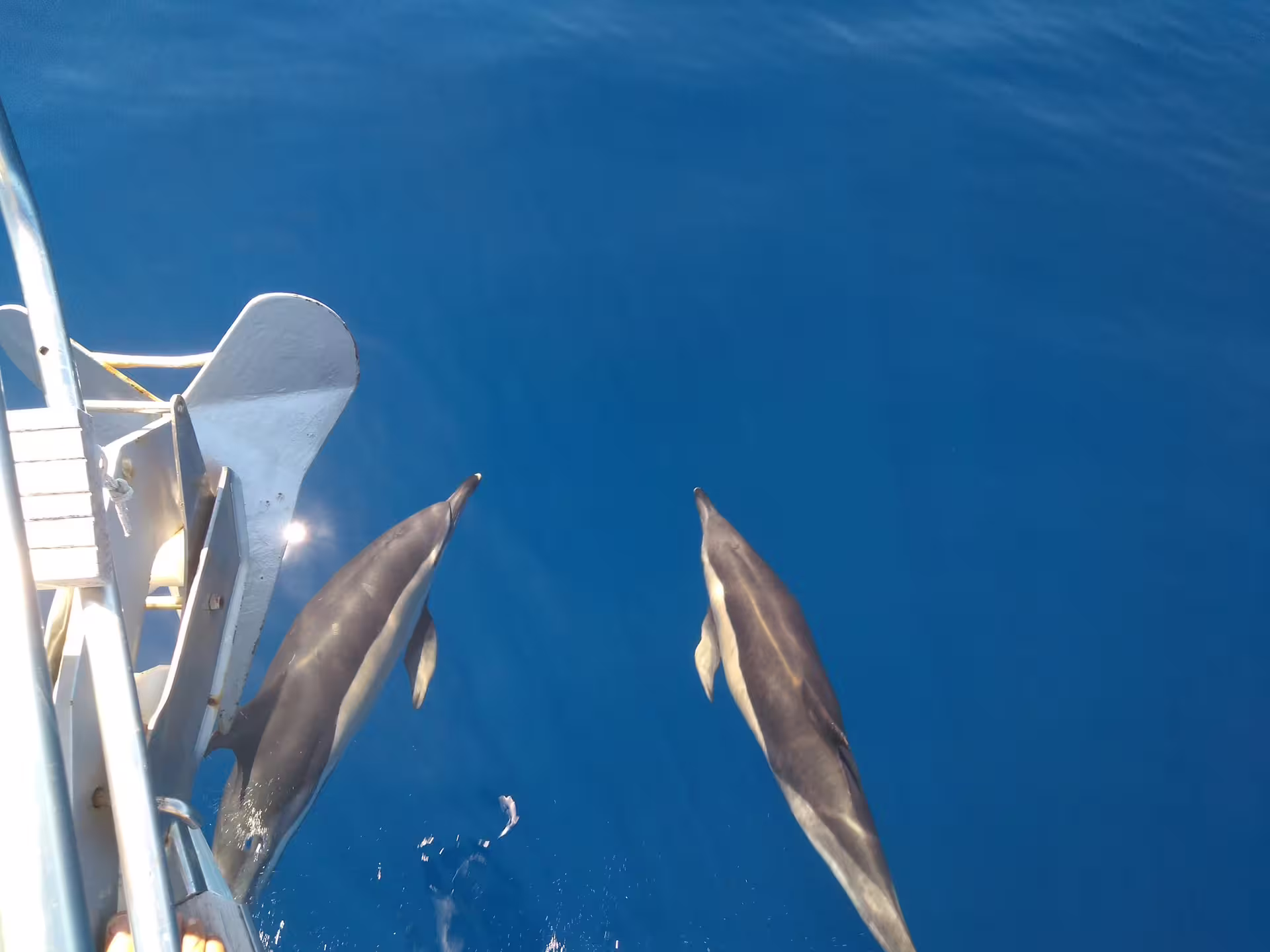 Two dolphins gracefully swimming alongside a boat in Tenerife's crystal-clear waters on Teide y Delfines tour.