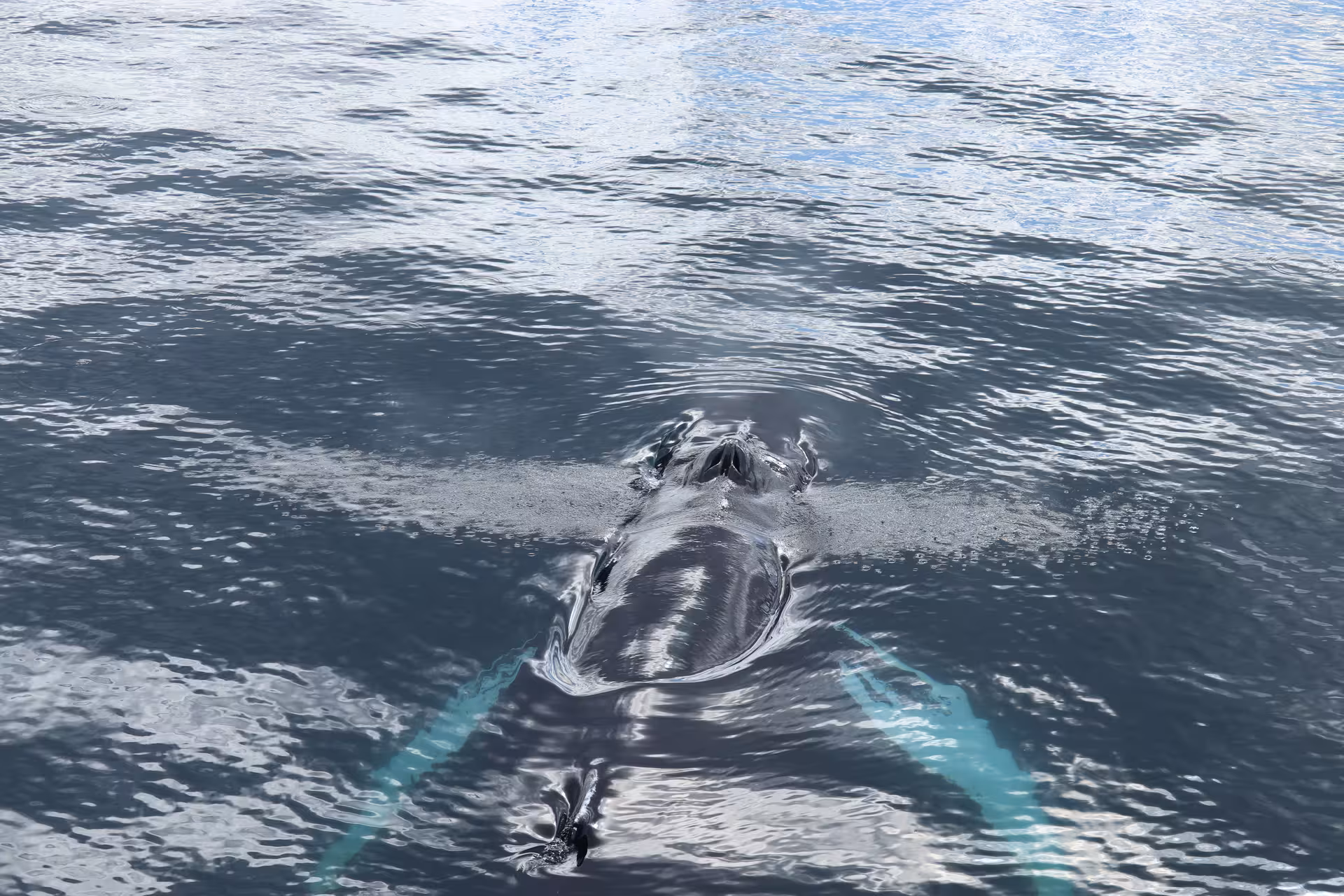 Dolphins swimming near the surface during a whale watching cruise in Iceland
