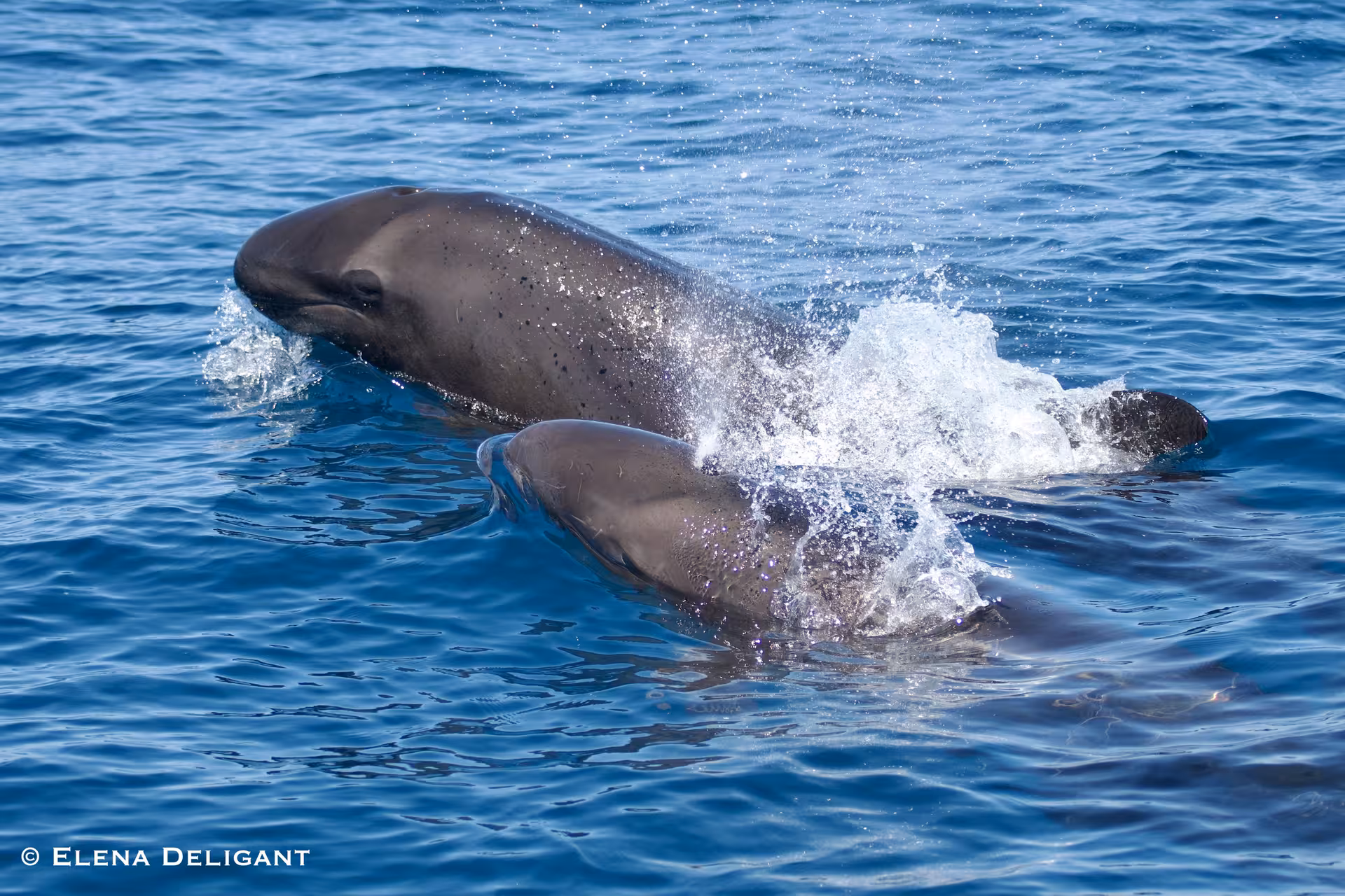 Pair of dolphins gracefully swimming together, showcasing marine life on our biologist-led dolphin sighting tour.
