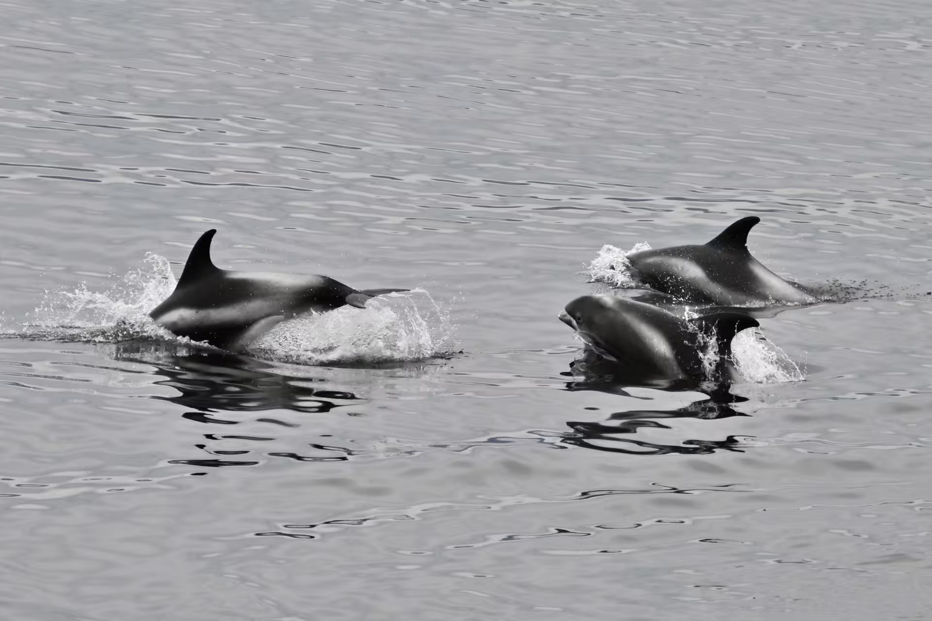 Pod of dolphins surfacing and swimming together in calm grey ocean waters near Reykjavik