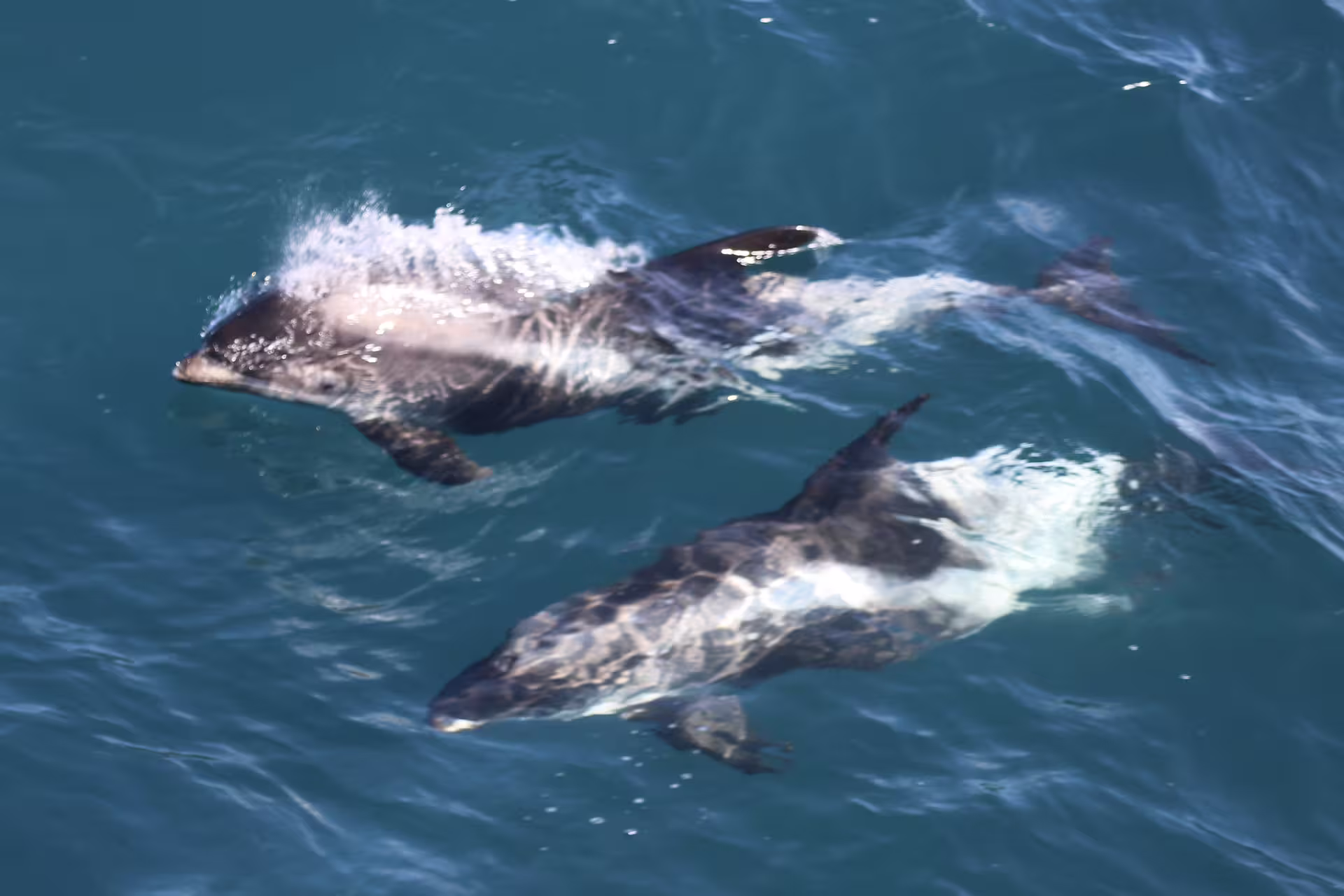 Two dolphins swimming side by side near the surface of blue ocean waters in Reykjavik