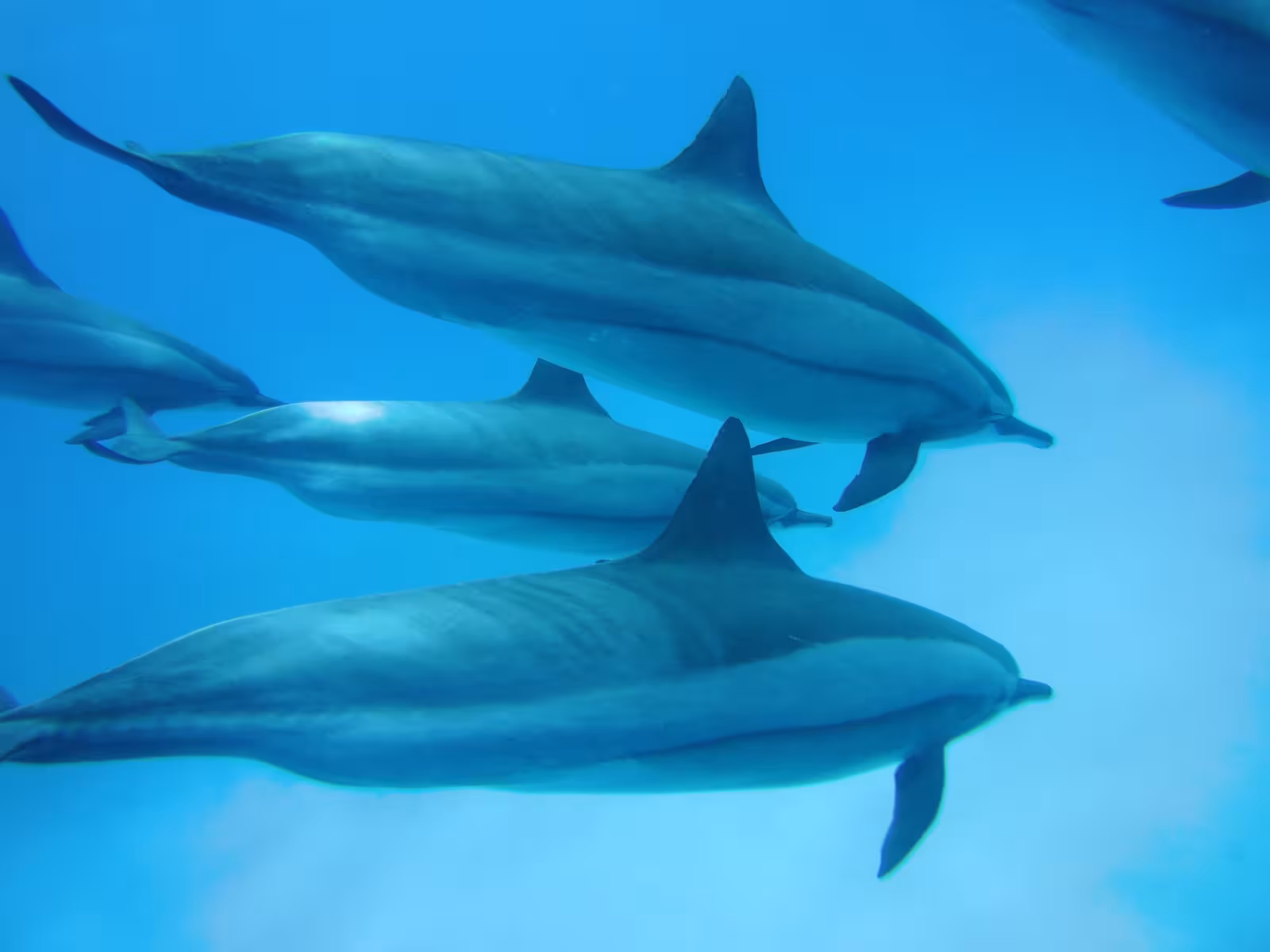 Pod of dolphins swimming together underwater at Sataya Reef in clear blue ocean water