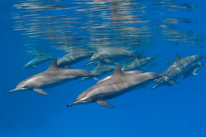 Dolphins swimming near the surface in turquoise water on a swim close to dolphins and banana boat excursion