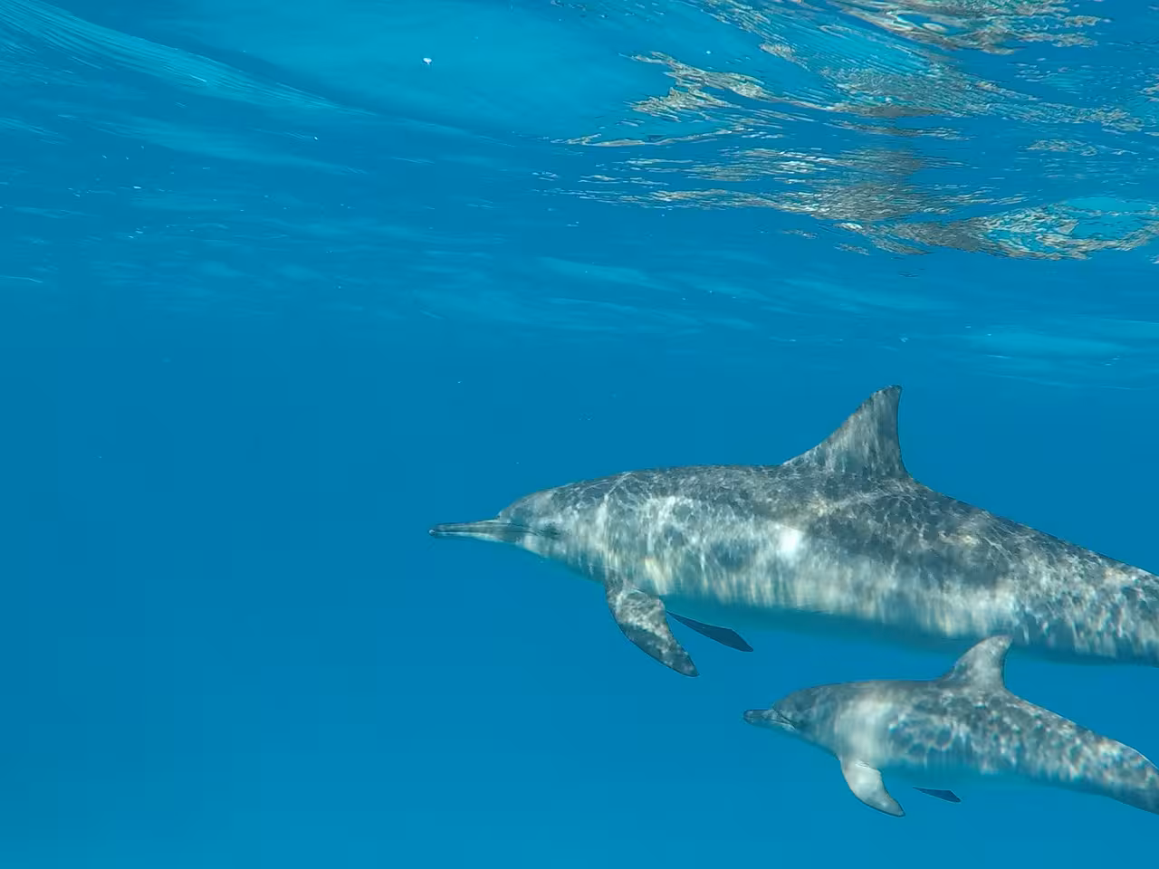 Two dolphins swimming underwater at Dolphin House Hurghada in clear blue water