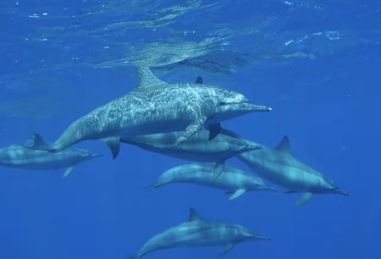 Pod of dolphins swimming underwater in the clear blue waters of Marsa Alam, Egypt
