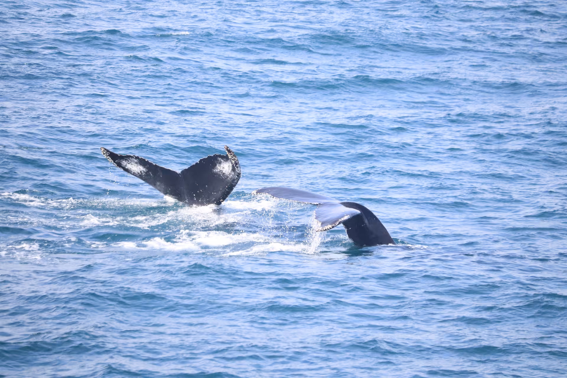 Dolphins swimming together near a whale watching boat in Reykjavík