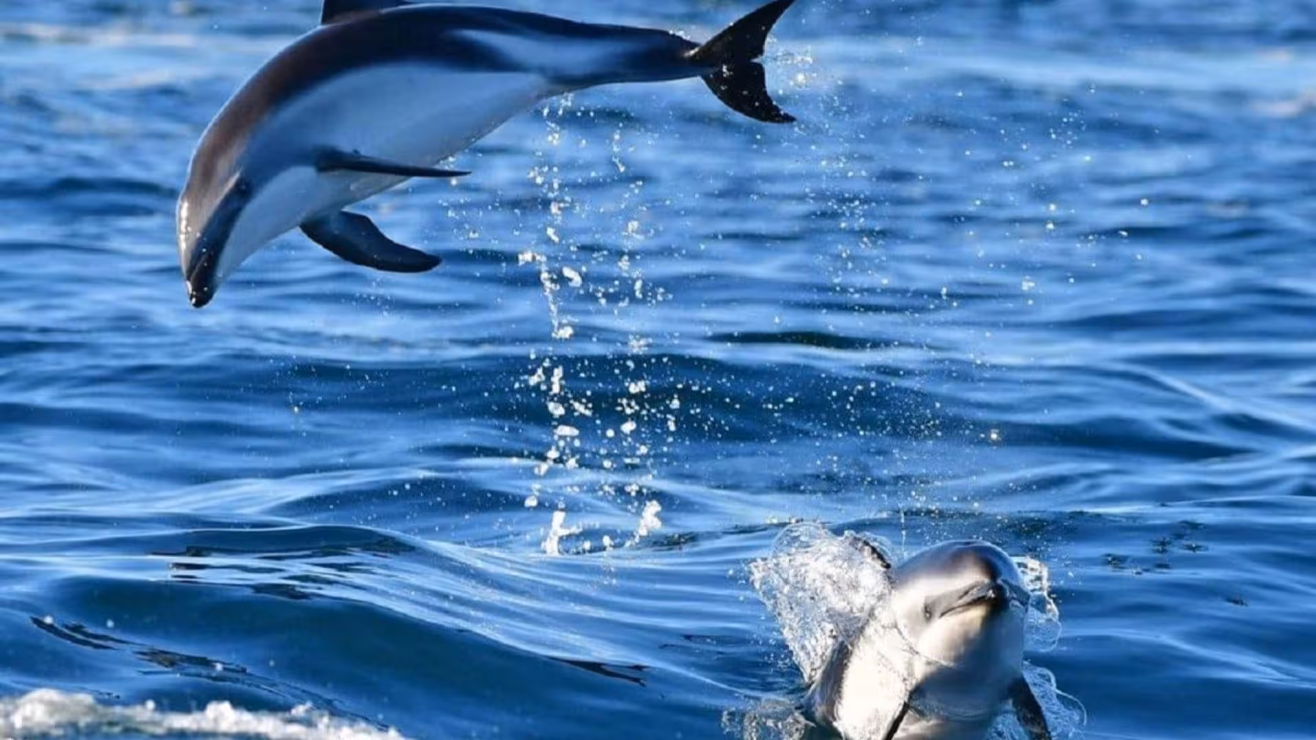 Playful dolphins leaping in Tavolara Marine Area, a highlight of Golfo Aranci boat excursions.