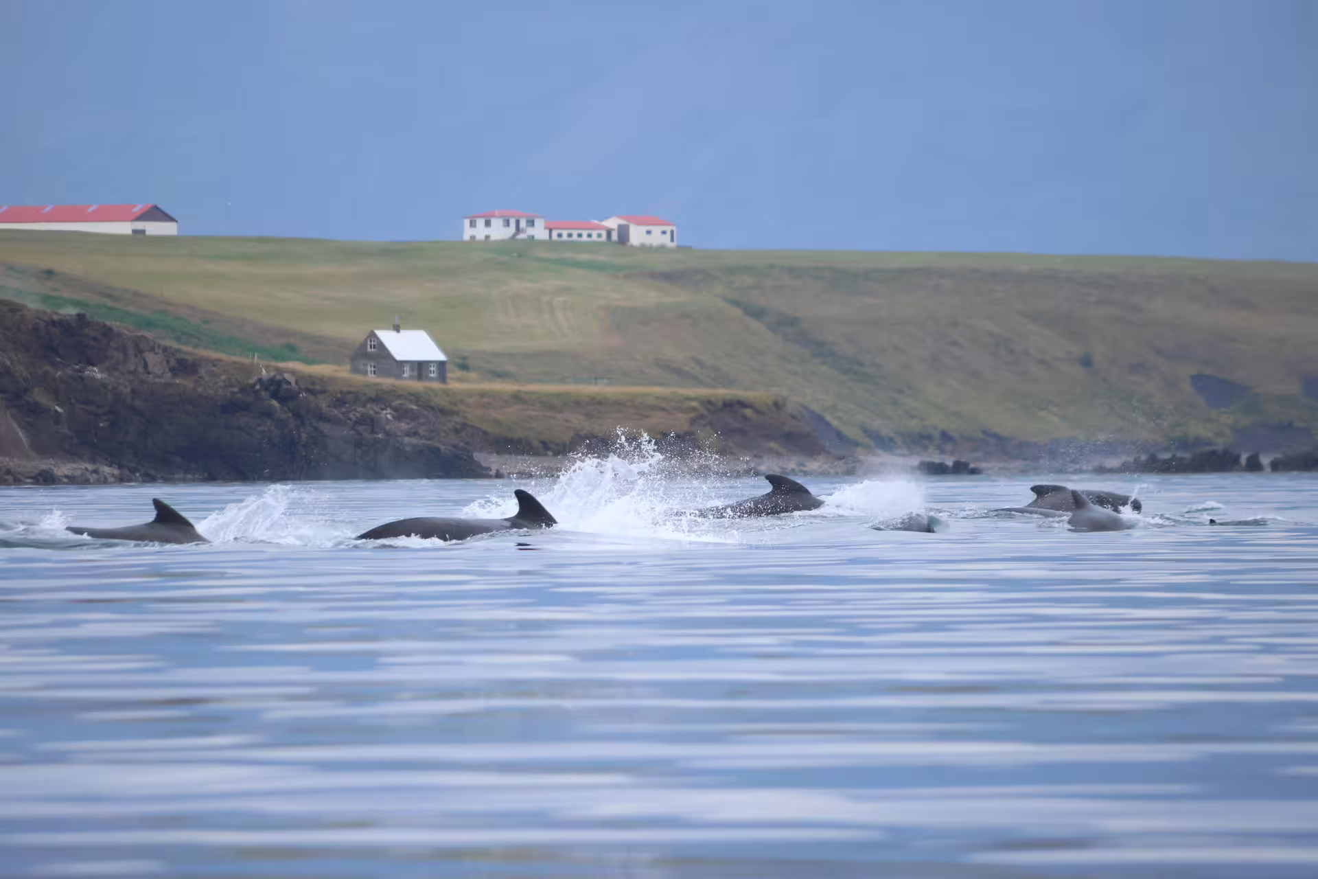 Pod of dolphins swimming near Iceland coastline with red-roofed buildings on green hillside