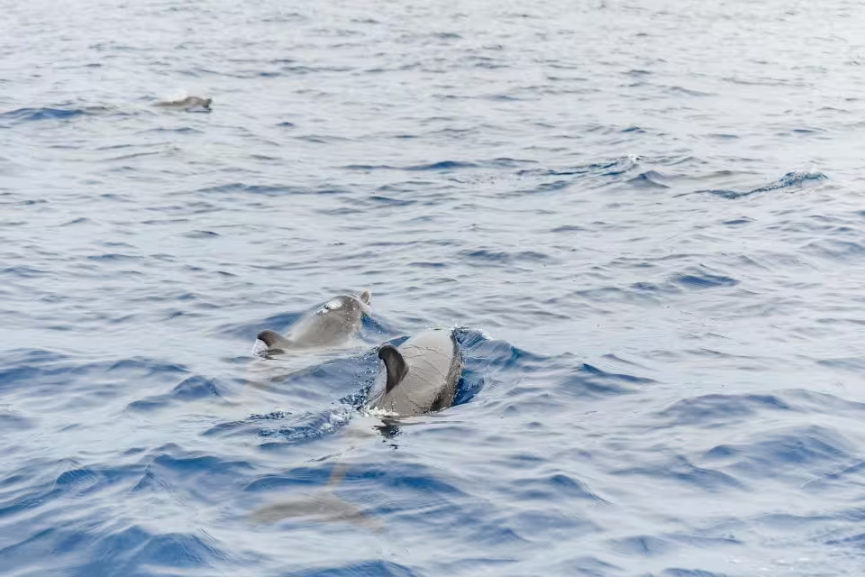 Dolphins swim gracefully in the ocean, offering a captivating experience for wildlife enthusiasts on our dolphin and whale tour.