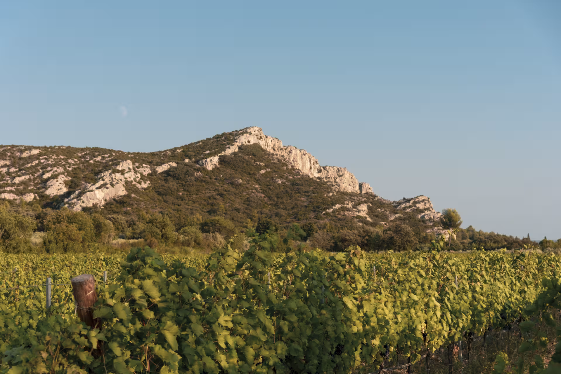 Vignes du Domaine du Vallon des Glauges au pied des Alpilles, Provence, visite du domaine et dégustation