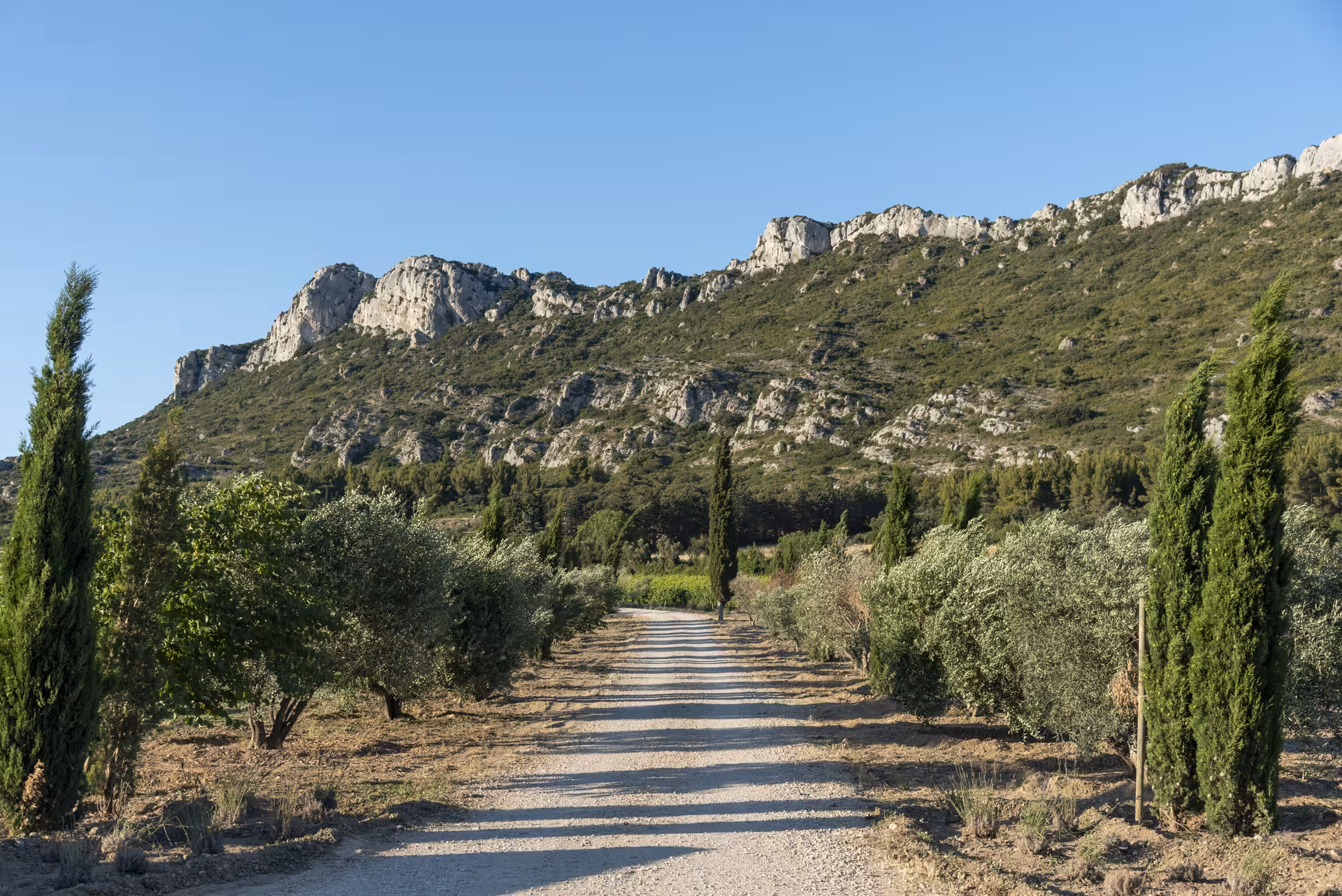 Chemin du Domaine du Vallon des Glauges entre oliviers et cyprès, au pied des Alpilles, visite et dégustation