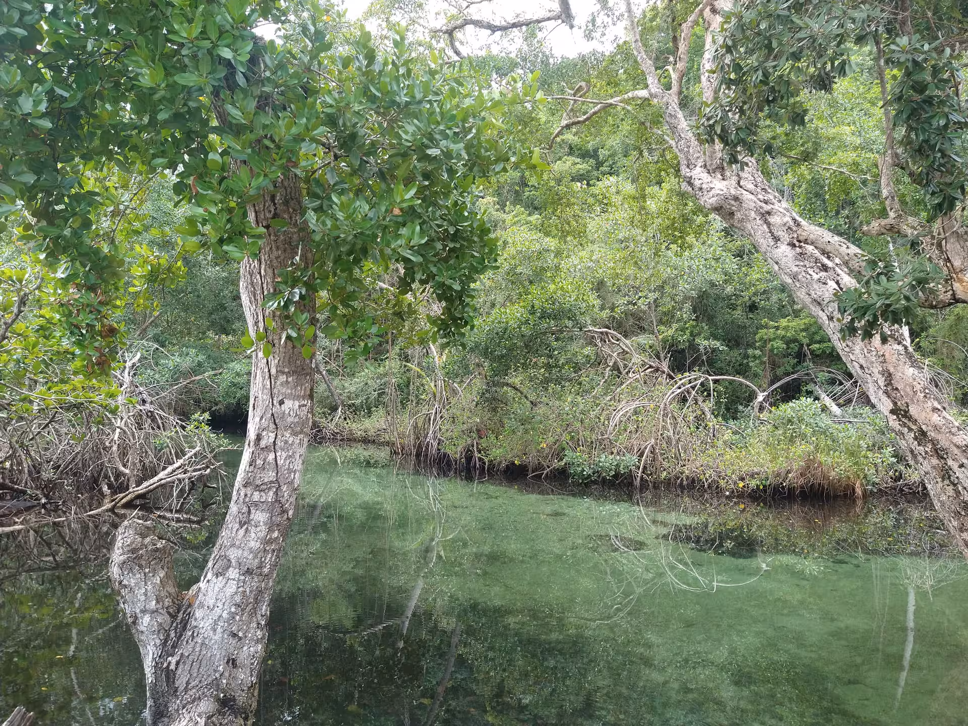 Lush Dominican Republic mangrove lagoon with clear water, nature mindfulness stop on a 7-day self-discovery tour