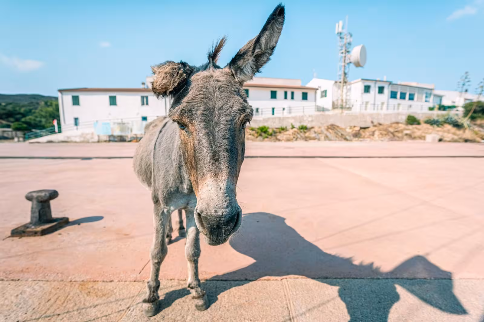 A curious donkey stands on a sunny dock in Asinara National Park, with buildings in the background.