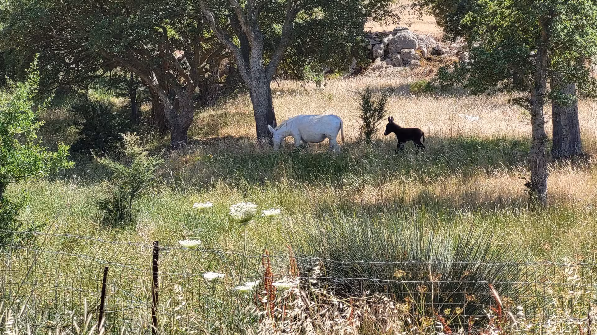 White donkey and black foal grazing under trees in Porto Conte Park, Alghero e-bike tour experience.