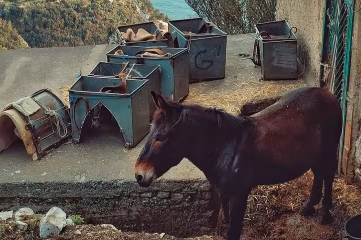 Donkey resting near rustic gear on the Path of the Gods, Amalfi Coast, highlighting traditional trekking routes.