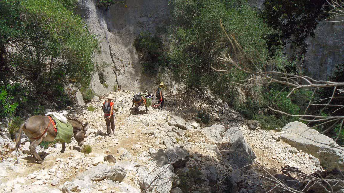 Adventurers with donkeys navigate a rocky path in the scenic landscapes of the Gulf of Orosei, perfect for explorers.