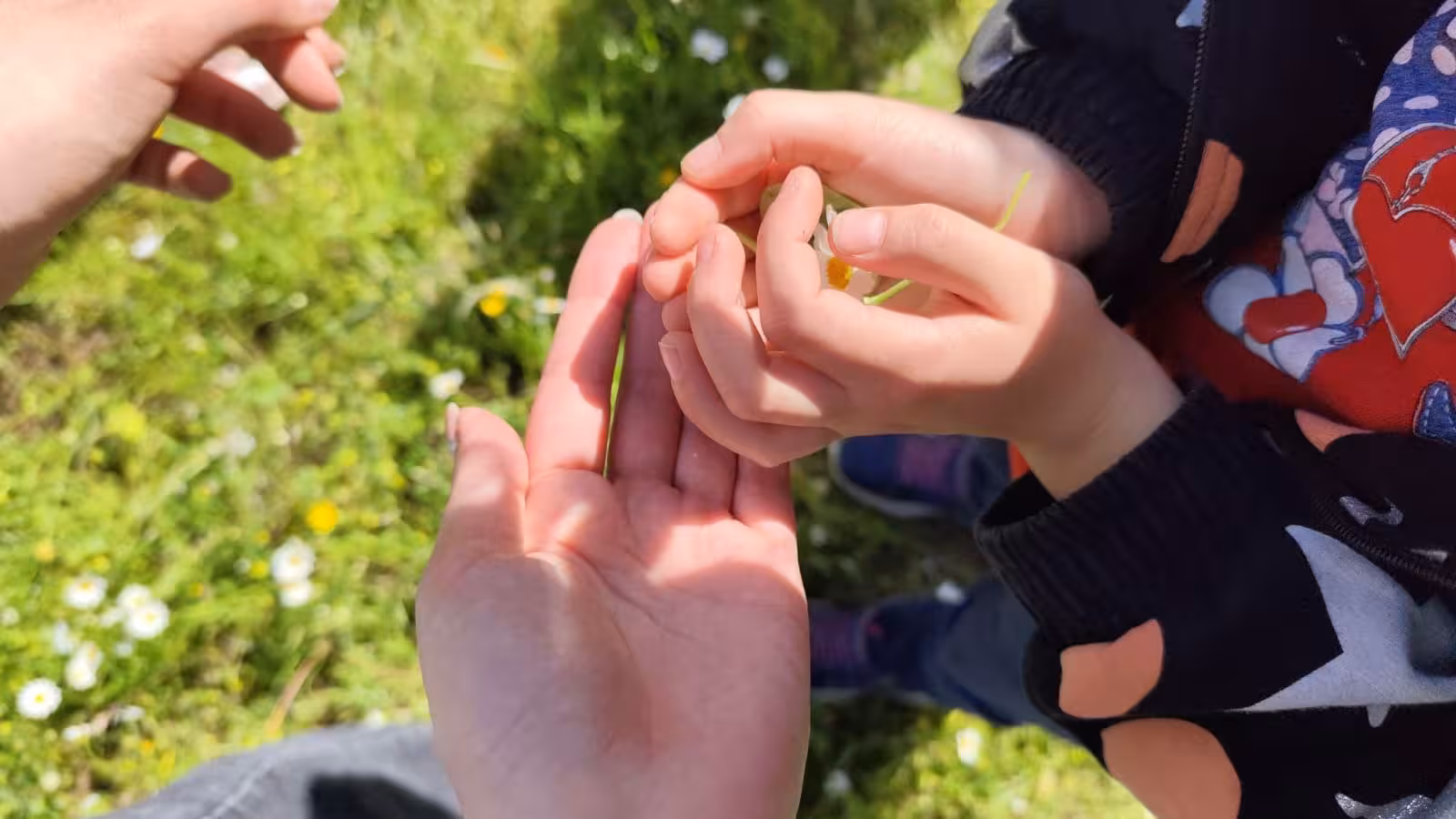 Hands of two people gently holding grass in a sunny Dorgali meadow, highlighting a hands-on farm tour experience.
