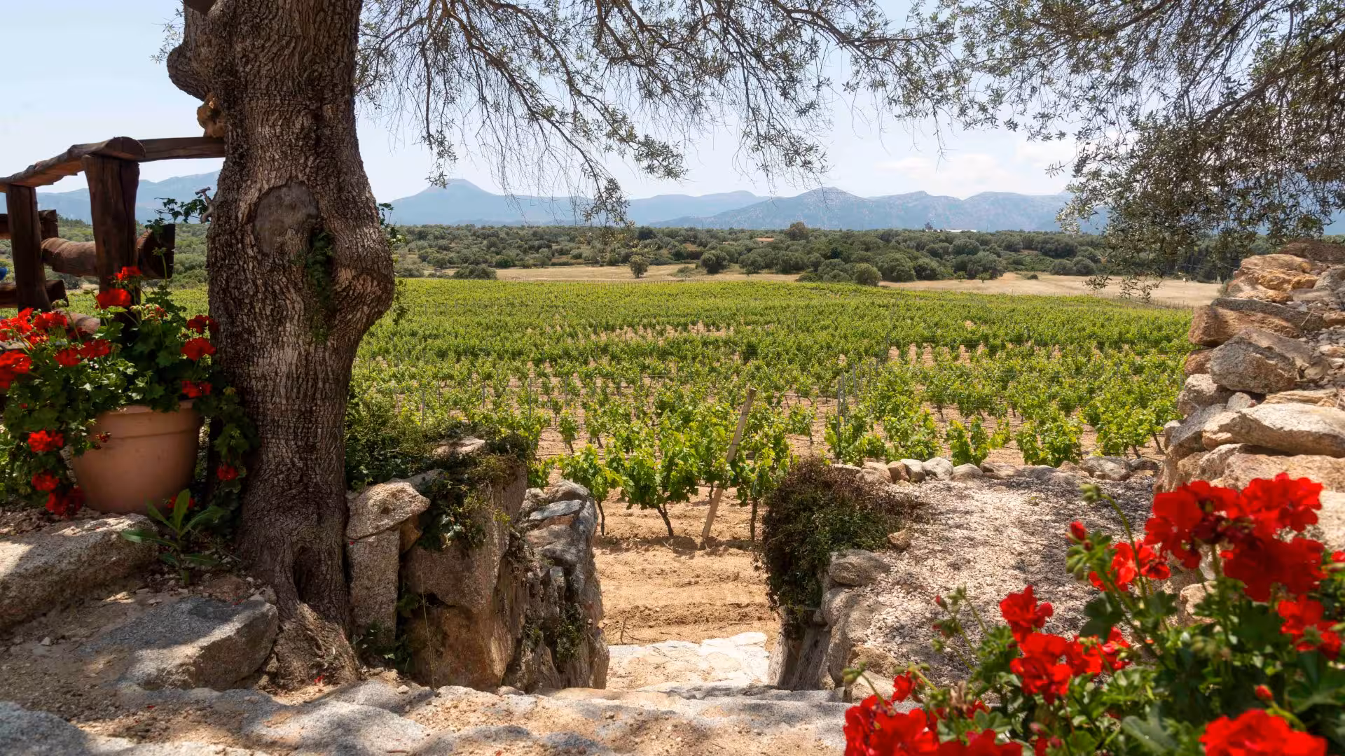 Scenic view of a Dorgali vineyard framed by trees and flowers, offering a tranquil setting for wine tasting.