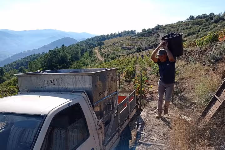Worker harvesting grapes on steep Douro Valley terraced vineyards during an authentic Portuguese wine tour