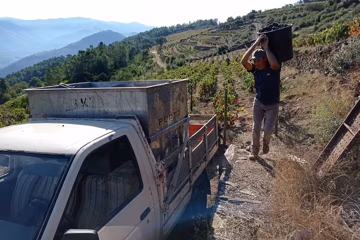 Worker carrying harvested grapes on terraced Douro Valley vineyard slopes during traditional Portuguese wine harvest season
