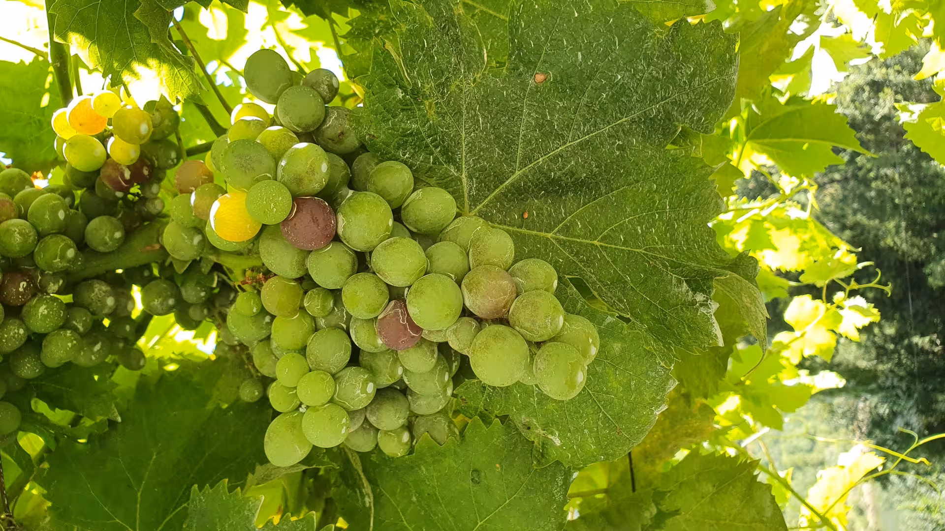 Green grape clusters on the vine in Douro Valley vineyards, part of winery tour with wine tasting