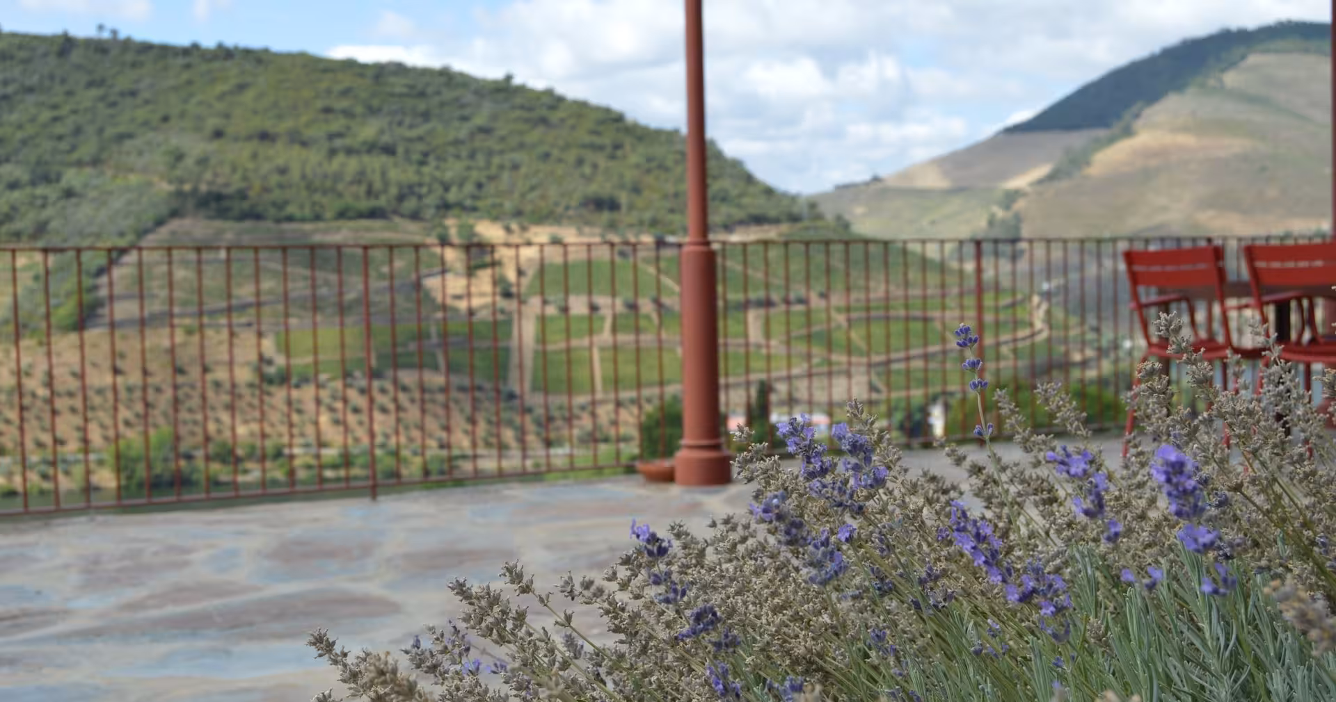 Lavender on a terrace overlooking Douro Valley vineyards, scenic stop on Braga small-group hike with lunch