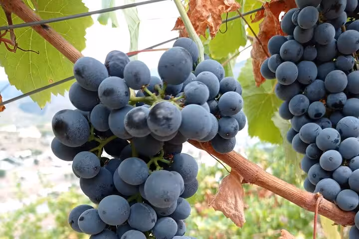 Ripe red wine grapes growing on lush vines in the scenic Douro Valley vineyard during a guided winery tour