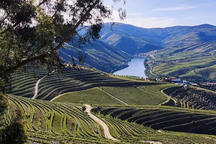 Douro Valley terraced vineyards overlooking the Douro River near Pinhão, Portugal, on a scenic wine tour