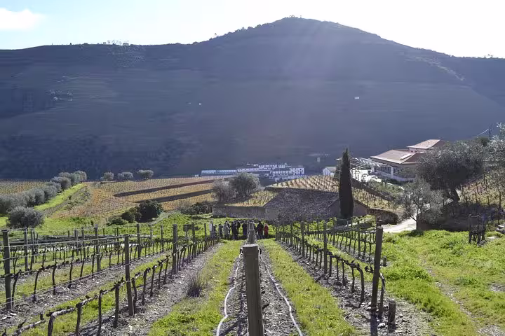 Vineyard rows leading to distant hills in Douro Valley, perfect for a private 4x4 tour adventure.