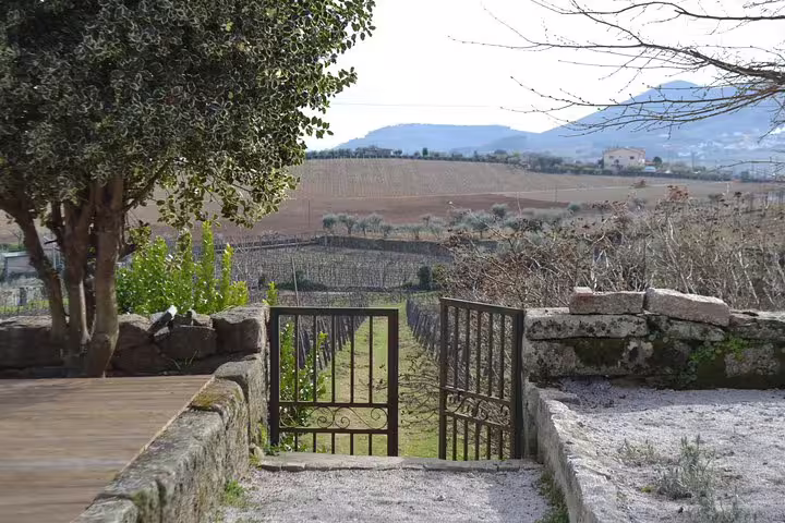 Scenic vineyard view through an open gate in the picturesque Douro Valley wine region.