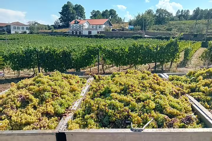 Freshly harvested grapes in crates, set against the backdrop of lush Douro Valley vineyards and quaint wineries.
