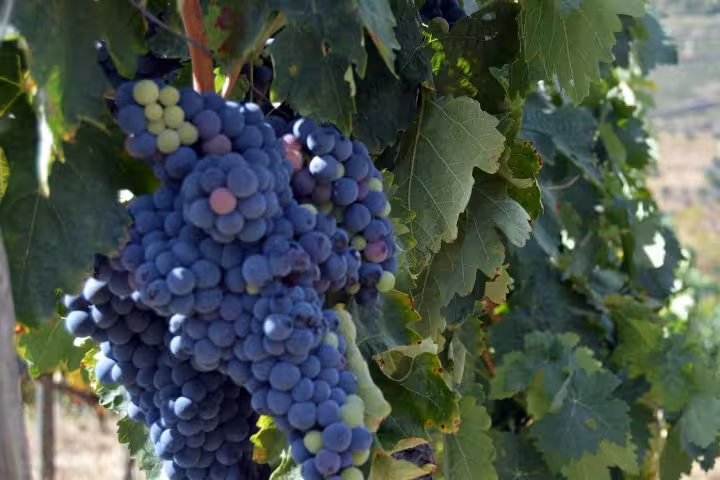 Close-up of ripe grapes on a Douro Valley vineyard, a highlight of the Braga small-group wine tour and cruise